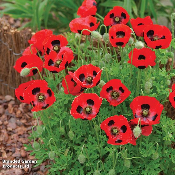 Poppy 'Ladybird' - Seeds