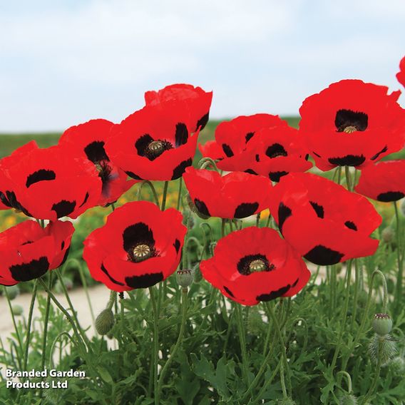 Poppy 'Ladybird' - Seeds