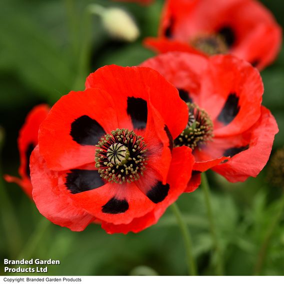 Poppy 'Ladybird' - Seeds