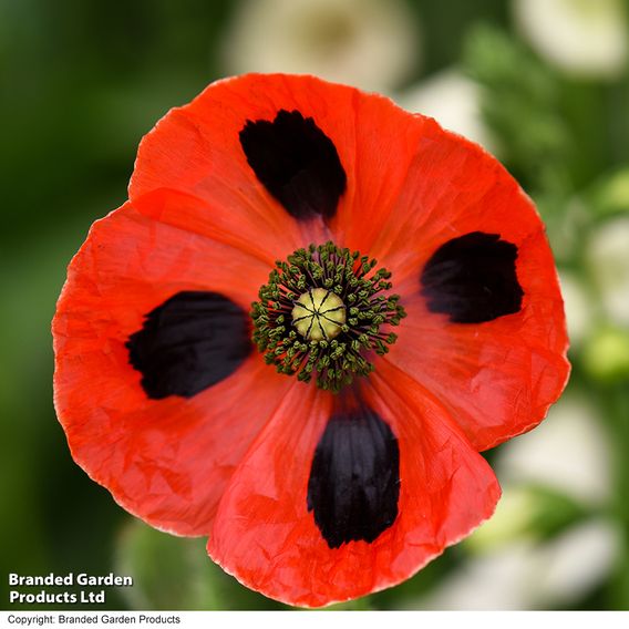 Poppy 'Ladybird' - Seeds