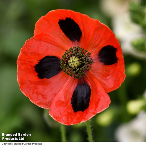 Poppy 'Ladybird' - Seeds