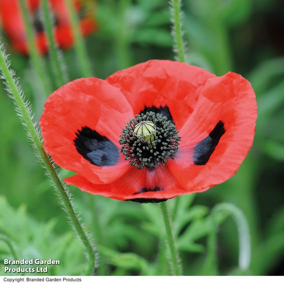 Poppy 'Ladybird' - Seeds