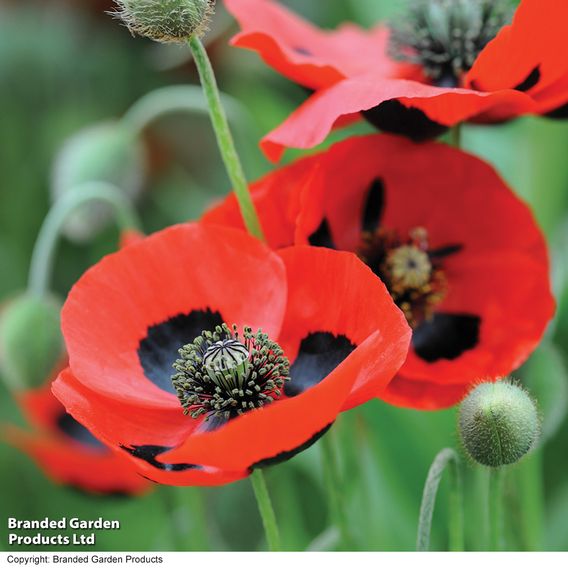 Poppy 'Ladybird' - Seeds