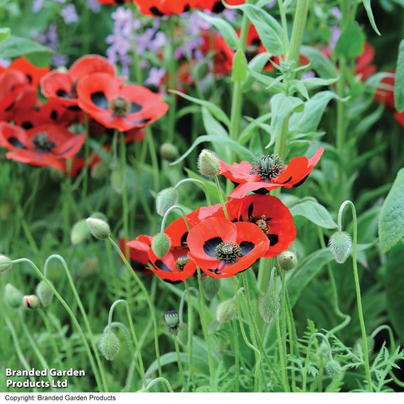 Poppy 'Ladybird' - Seeds
