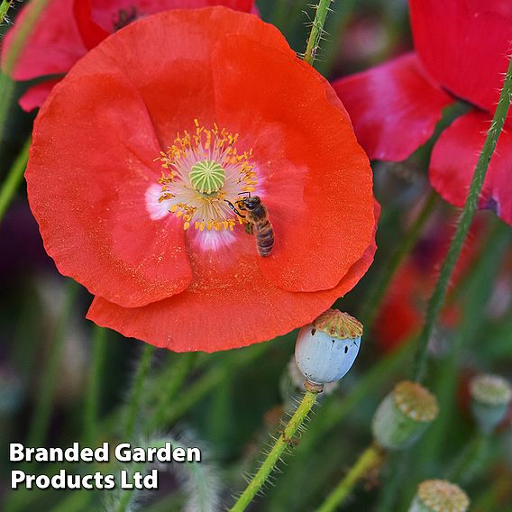 Poppy 'Legion Of Honor'