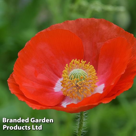 Poppy 'Legion Of Honor' - Seeds