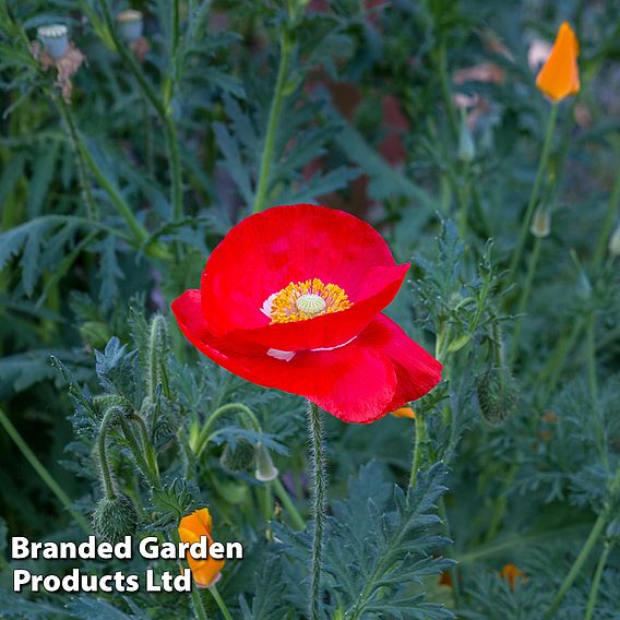 Poppy 'Legion Of Honor' - Seeds