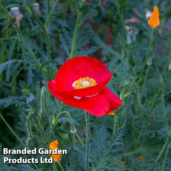 Poppy 'Legion Of Honor'