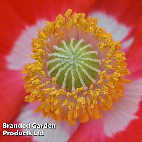 Poppy 'Legion Of Honor'