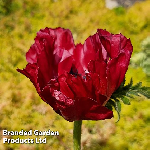 Poppy 'Red Rumble'