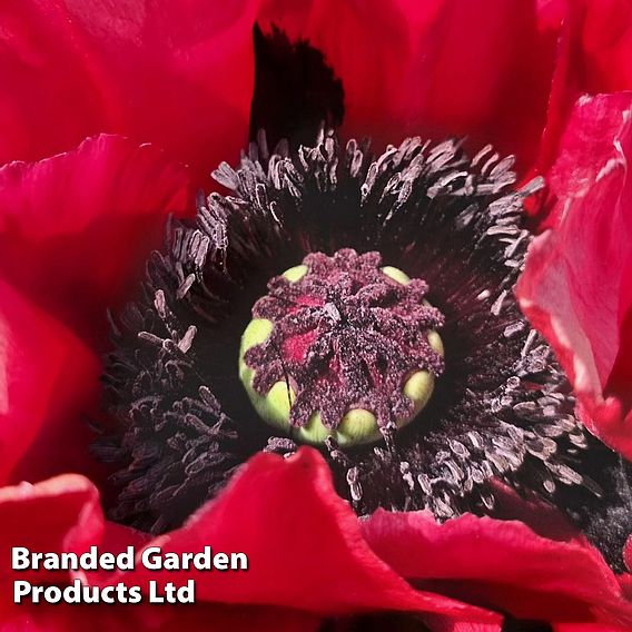 Poppy 'Red Rumble'