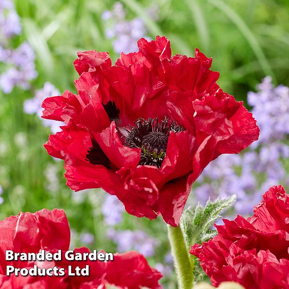 Poppy 'Red Rumble'