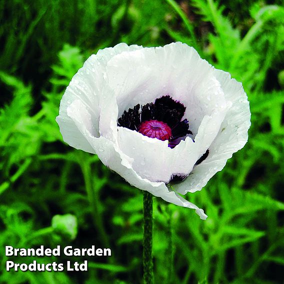 Poppy 'Royal Wedding' - Seeds