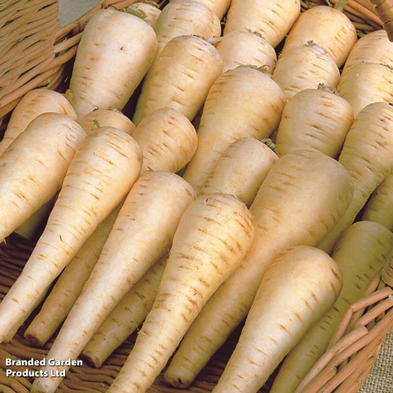 Parsnip 'Albion' F1 - Seeds