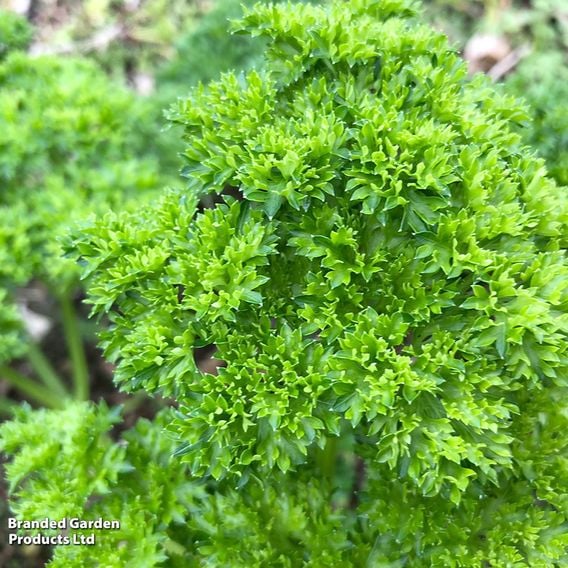 Parsley (Curled Leaf)