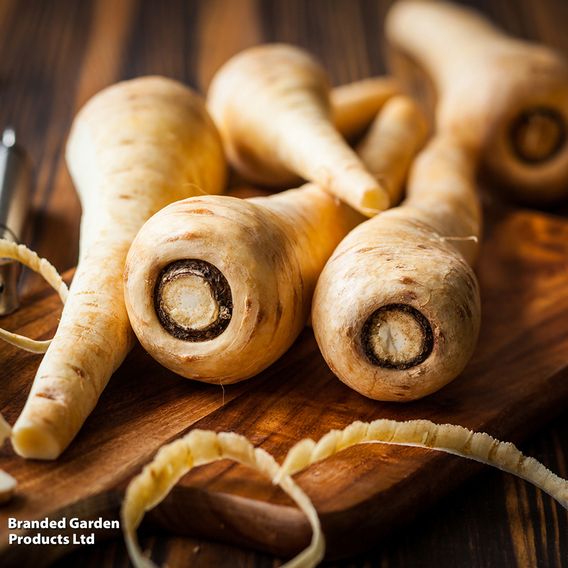 Parsnip 'Panorama' F1 - Seeds