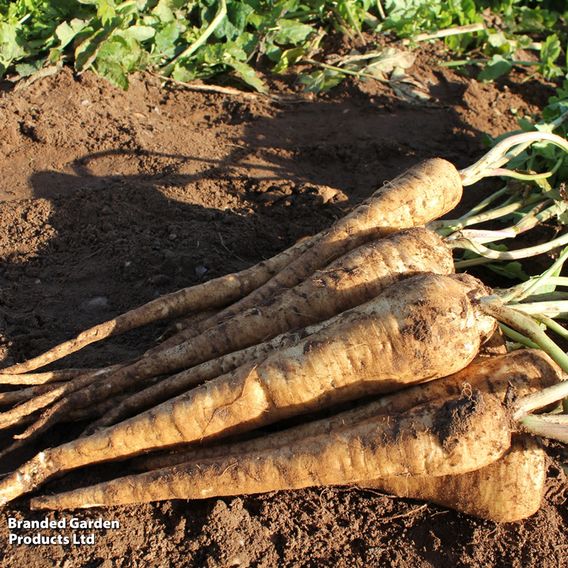 Parsnip 'Panorama' F1 - Seeds