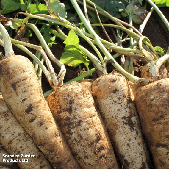 Parsnip 'Panorama' F1 - Seeds