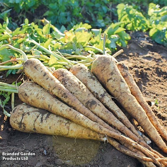 Parsnip 'Panorama' F1 - Seeds