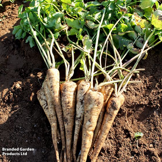 Parsnip 'Panorama' F1 - Seeds