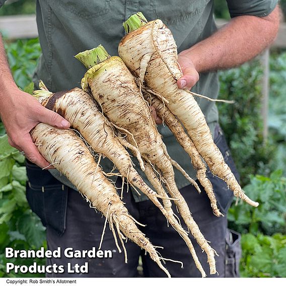 Parsnip 'Sabre' F1 - Seeds