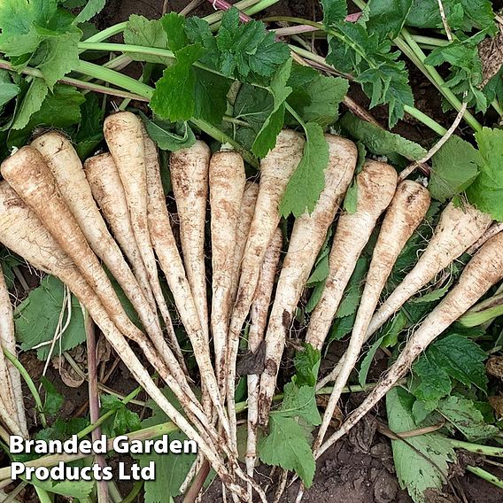 Parsnip 'Sabre' F1 - Seeds