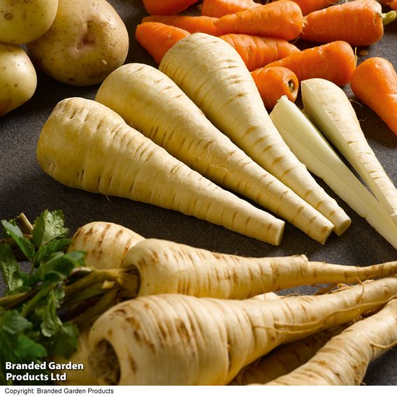 Parsnip 'Tender And True' - Seeds