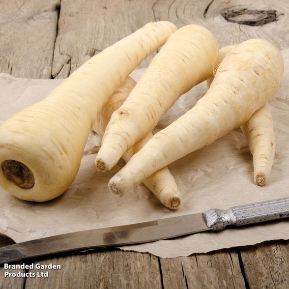 Parsnip 'Tender And True' - Seeds