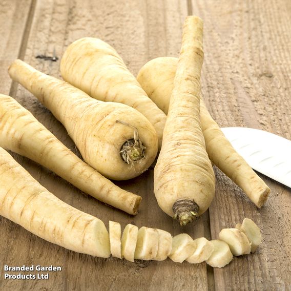 Parsnip 'Tender And True' - Seeds
