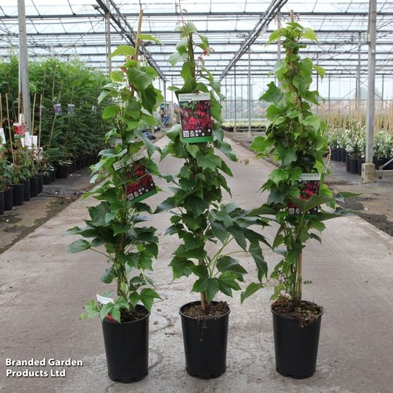 Parthenocissus tricuspidata 'Purpurea'