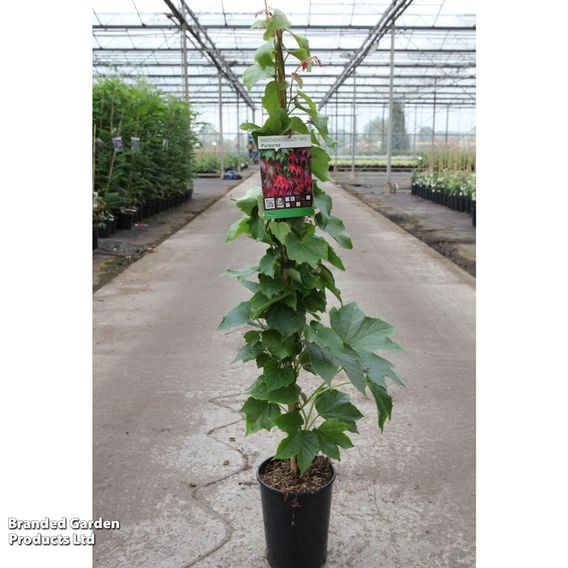 Parthenocissus tricuspidata 'Purpurea'