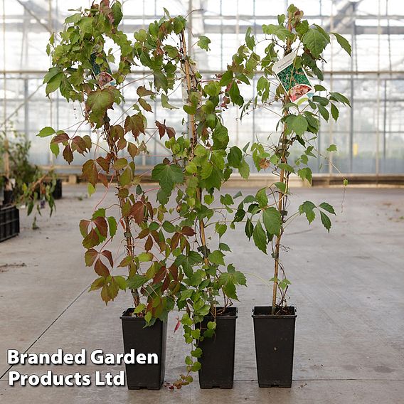 Parthenocissus tricuspidata 'Veitchii Robusta'