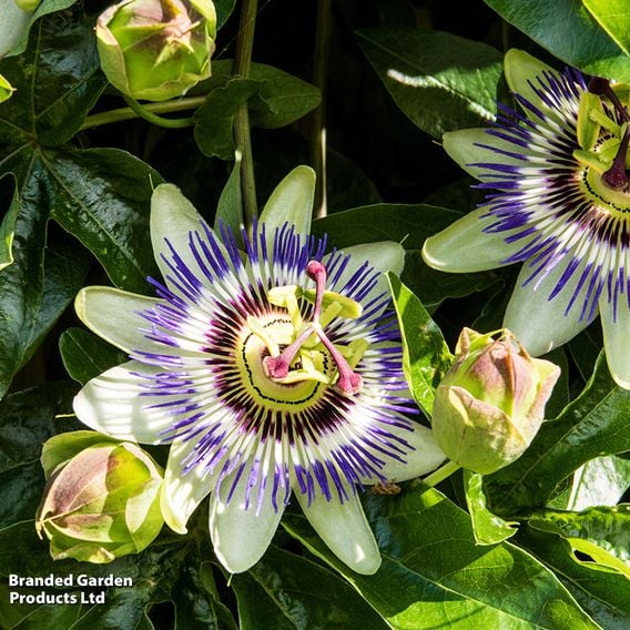 Passiflora on Hoop Mix