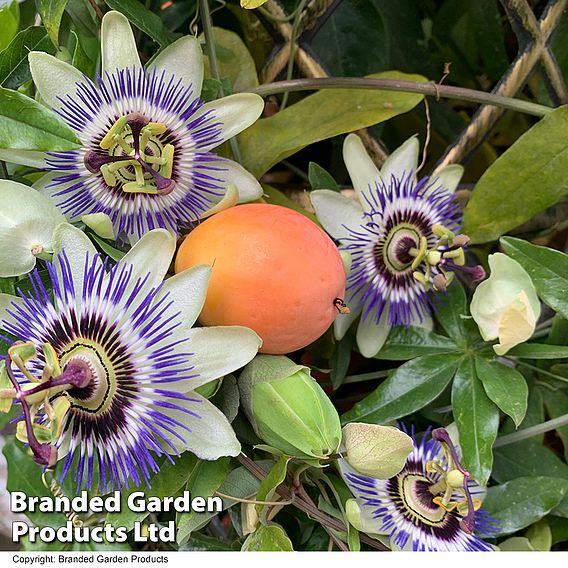 Passiflora caerulea