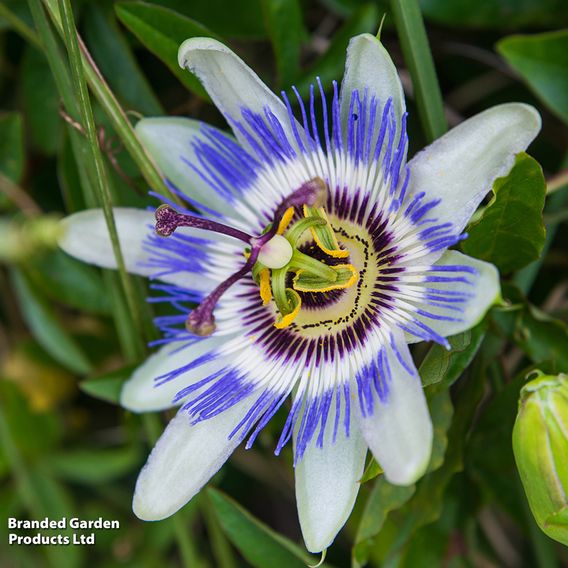 Passiflora on Hoop Mix