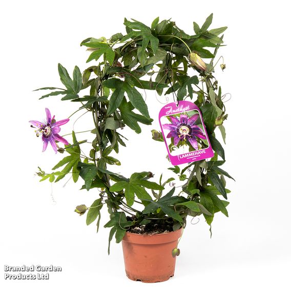 Passiflora on Hoop Mix