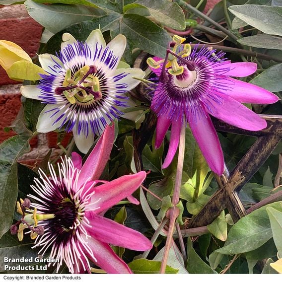 Passiflora on Hoop Mix