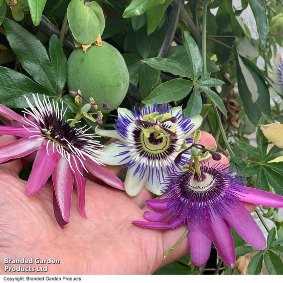 Passiflora on Hoop Mix