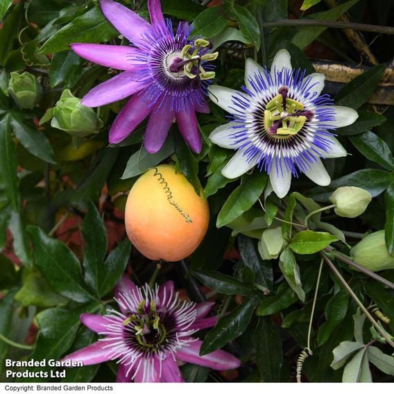 Passiflora on Hoop Mix