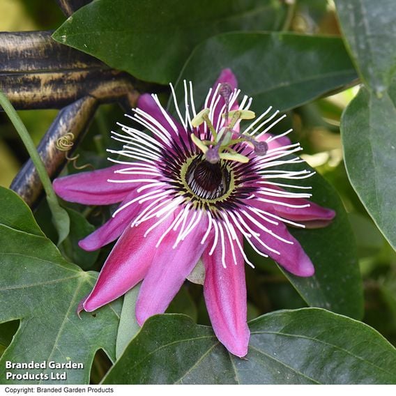 Passiflora on Hoop Mix