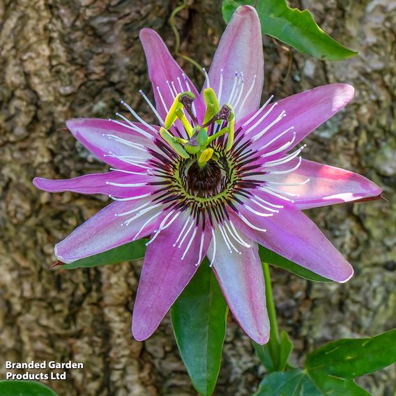 Passiflora on Hoop Mix