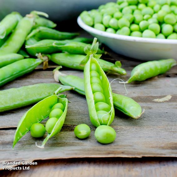 Pea 'Ambassador' (Maincrop)