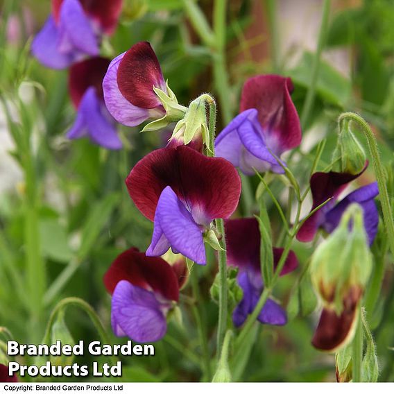 Sweet Pea 'Matucana Cupani’