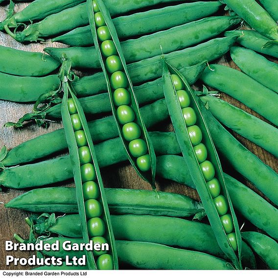 Pea 'Hurst Greenshaft' - Seeds