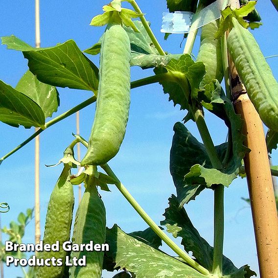 Pea 'Douce Provence' - Seeds
