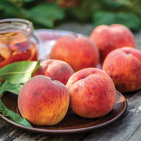 Peach (Patio)
