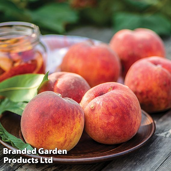 Peach 'Avalon Pride'®