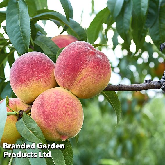 Peach (Patio)