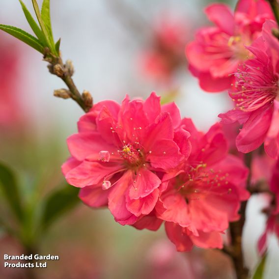 Peach 'Red Peachy'