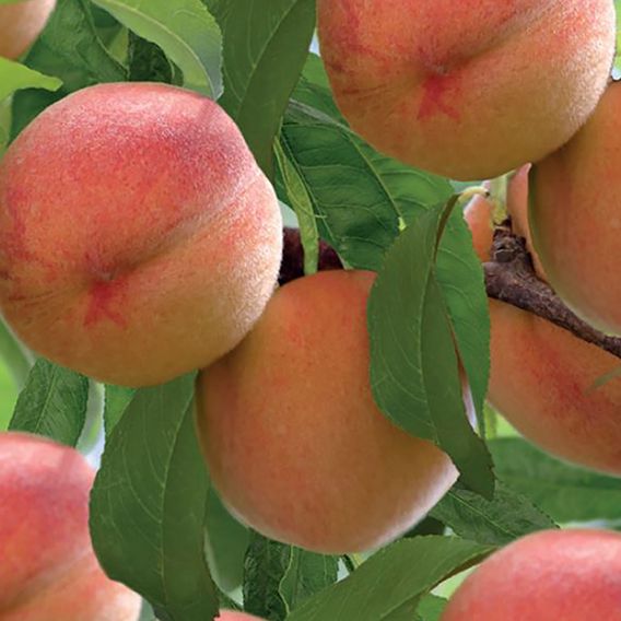 Peach 'Red Peachy'